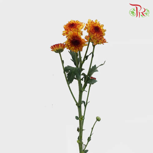 Chrysanthemum Pompom Orange/Red (10-12 Stems) - Pudu Ria Florist Southern