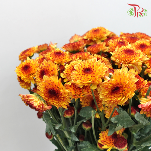 Chrysanthemum Pompom Orange/Red (10-12 Stems) - Pudu Ria Florist Southern
