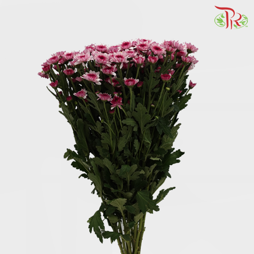 Chrysanthemum Pompom Purple (10-12 Stems) - Pudu Ria Florist Southern