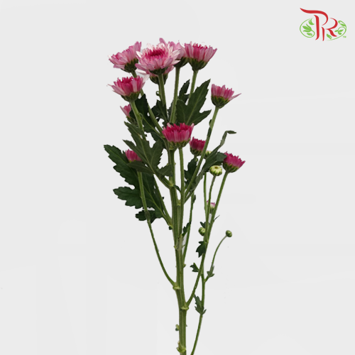 Chrysanthemum Pompom Purple (10-12 Stems) - Pudu Ria Florist Southern