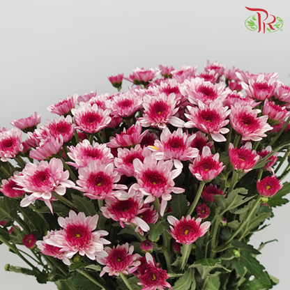 Chrysanthemum Pompom Purple (10-12 Stems) - Pudu Ria Florist Southern