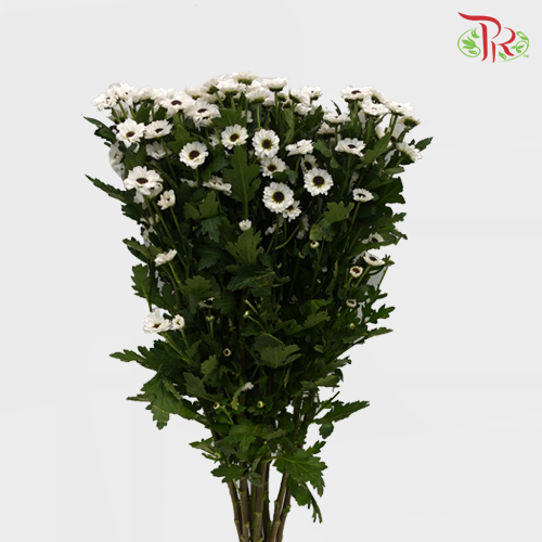 Chrysanthemum Pompom Santhini (10-12 Stems) - Pudu Ria Florist Southern