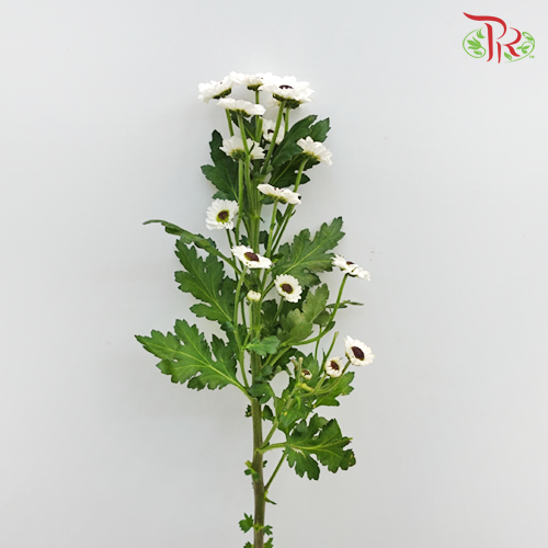 Chrysanthemum Pompom Santhini (10-12 Stems) - Pudu Ria Florist Southern