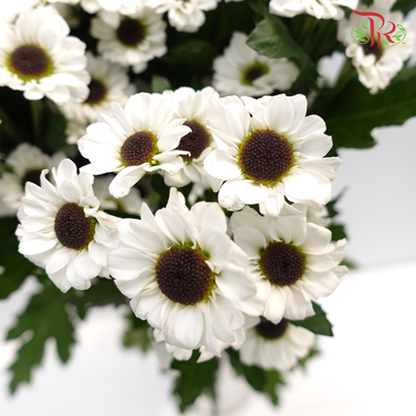 Chrysanthemum Pompom Santhini (10-12 Stems) - Pudu Ria Florist Southern