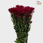 Chrysanthemum Pompom Remix Dark Purple (10-12 Stems) - Pudu Ria Florist Southern