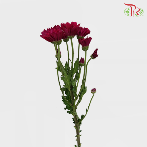 Chrysanthemum Pompom Remix Dark Purple (10-12 Stems) - Pudu Ria Florist Southern