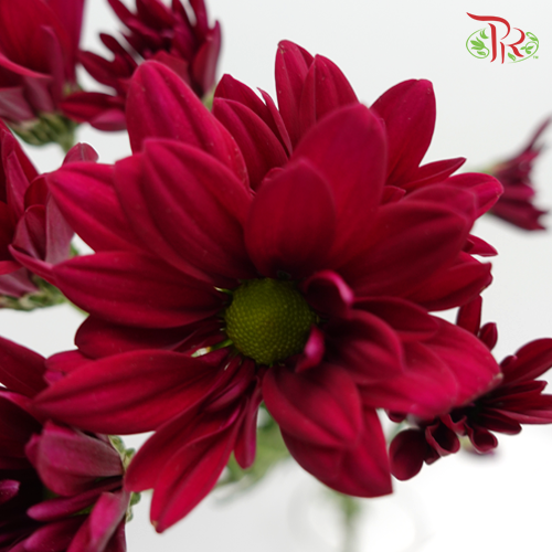 Chrysanthemum Pompom Remix Dark Purple (10-12 Stems) - Pudu Ria Florist Southern
