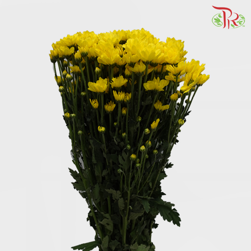 Chrysanthemum Pompom Remix Yellow (10-12 Stems) - Pudu Ria Florist Southern