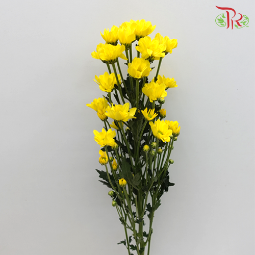 Chrysanthemum Pompom Remix Yellow (10-12 Stems) - Pudu Ria Florist Southern