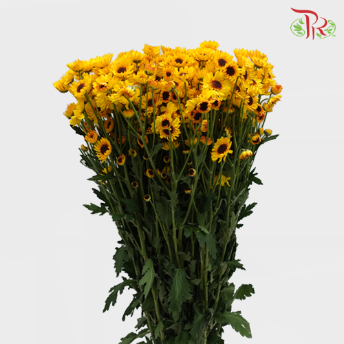 Chrysanthemum Pompom Cat Eye (10-12 Stems) - Pudu Ria Florist Southern