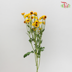 Chrysanthemum Pompom Cat Eye (10-12 Stems) - Pudu Ria Florist Southern