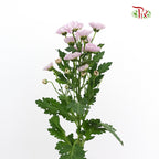 Chrysanthemum Calimero Pompom Rossi Pink (10-12 Stems) - Pudu Ria Florist Southern
