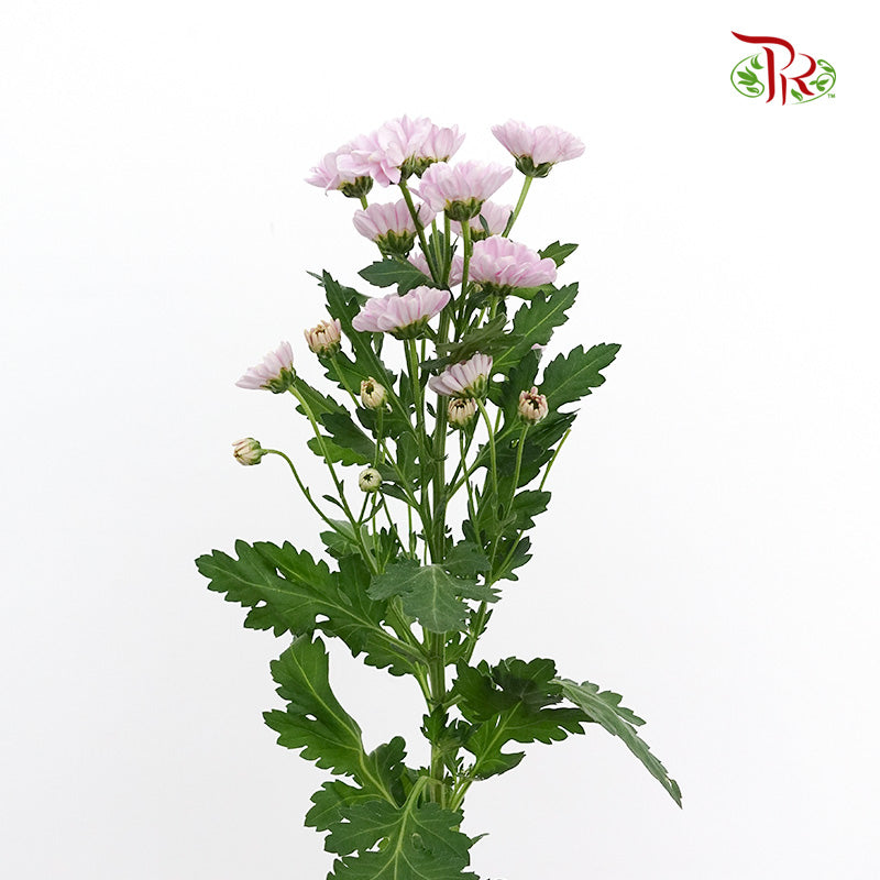 Chrysanthemum Calimero Pompom Rossi Pink (10-12 Stems) - Pudu Ria Florist Southern