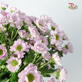 Chrysanthemum Calimero Pompom Rossi Pink (10-12 Stems) - Pudu Ria Florist Southern