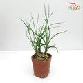 Pony Tail Palm - Pudu Ria Florist Southern