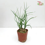 Pony Tail Palm - Pudu Ria Florist Southern