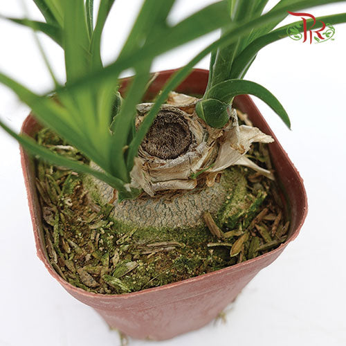 Pony Tail Palm - Pudu Ria Florist Southern