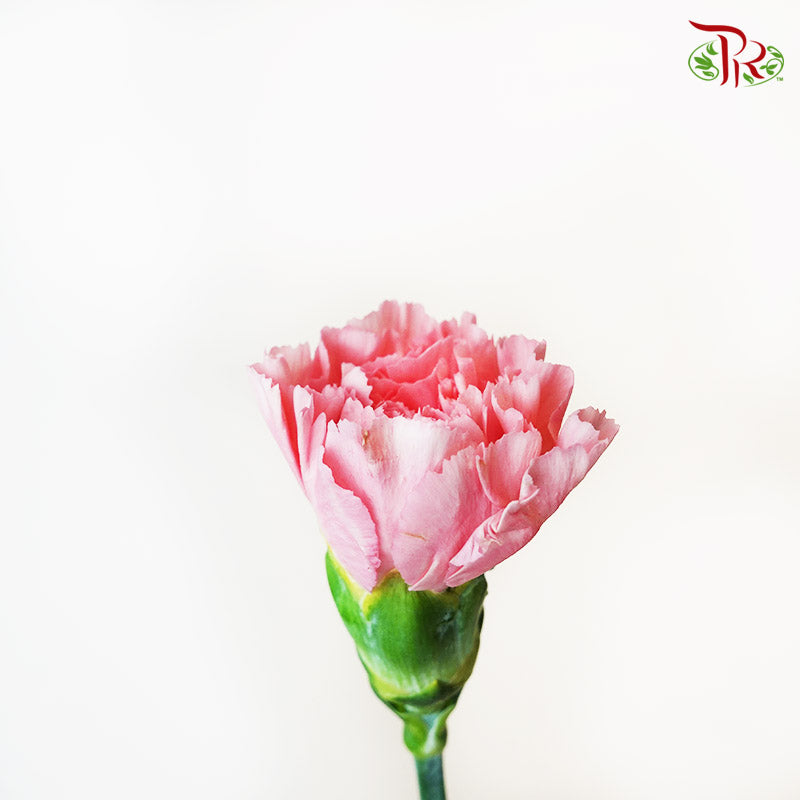 Carnation little Pink (18-20 Stems) - Pudu Ria Florist Southern