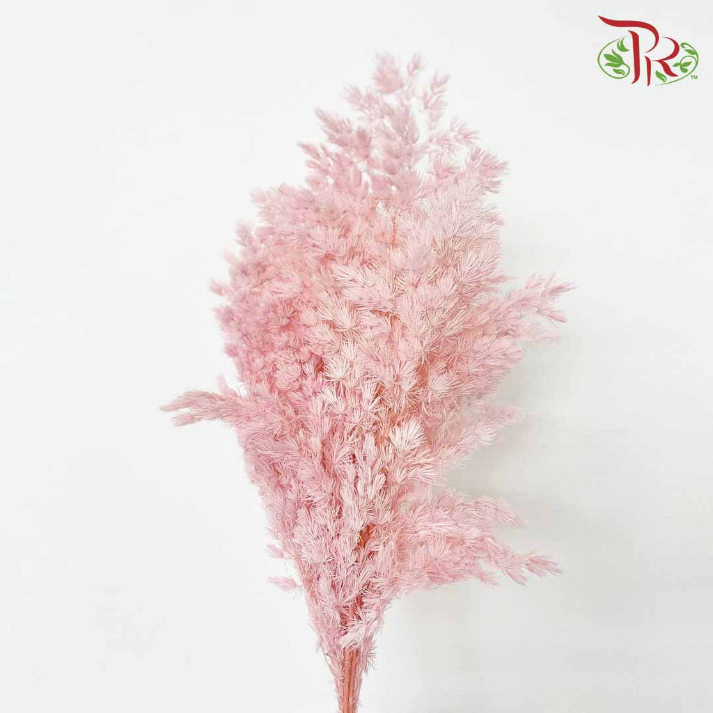 Dry Asparagus Bleached - Pink - Pudu Ria Florist Southern