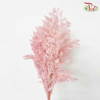 Dry Asparagus Bleached - Pink - Pudu Ria Florist Southern