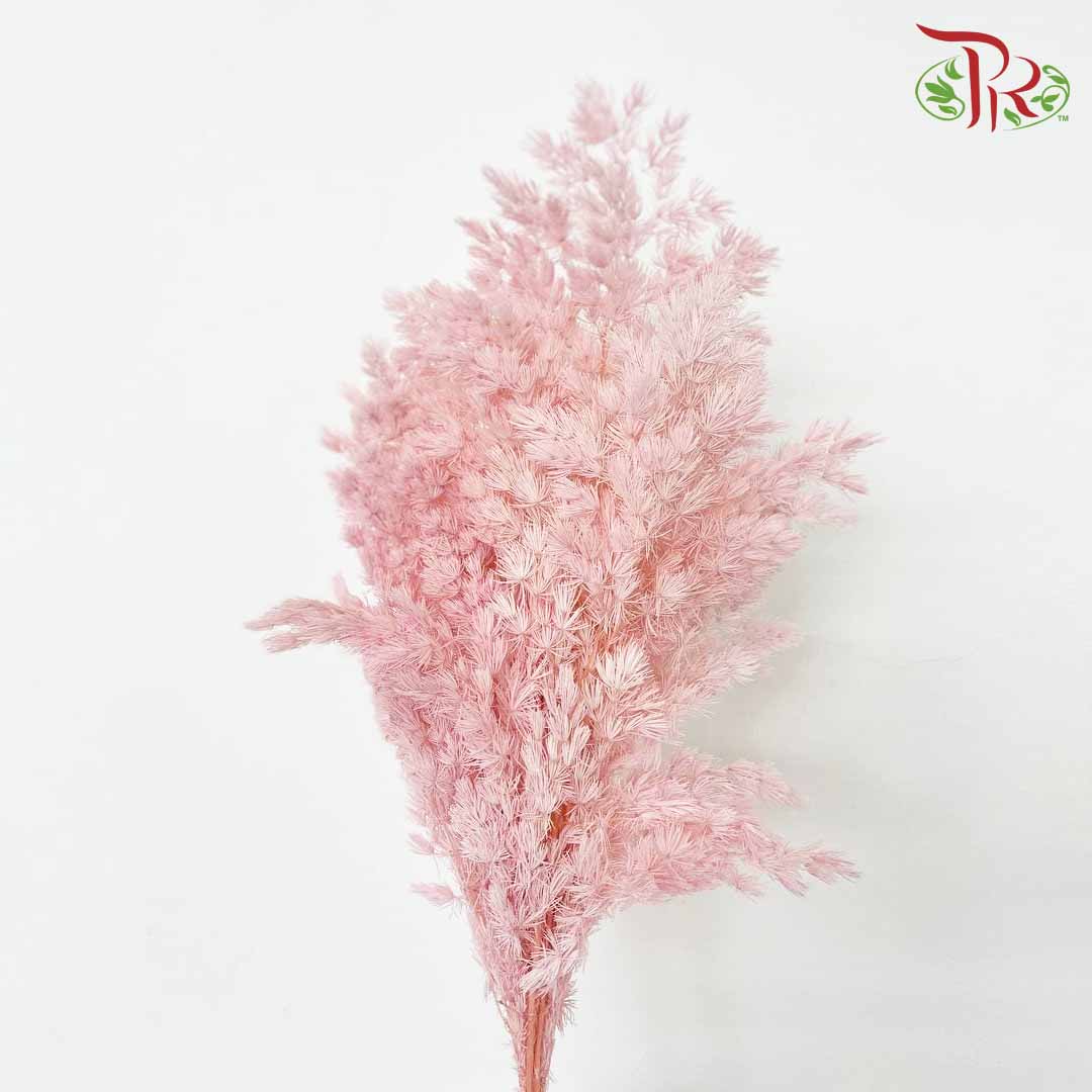 Dry Asparagus Bleached - Pink - Pudu Ria Florist Southern
