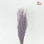 Preservative Agrotis - Pudu Ria Florist Southern