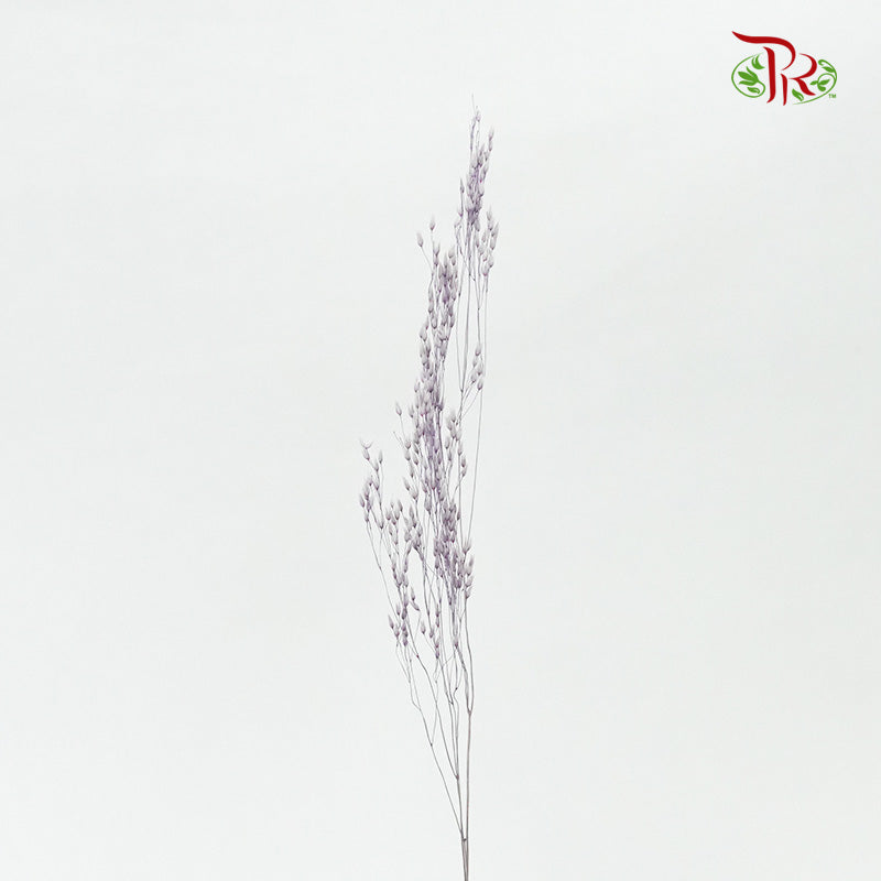 Preservative Agrotis - Pudu Ria Florist Southern