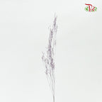Preservative Agrotis - Pudu Ria Florist Southern
