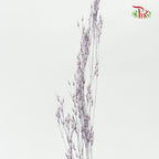 Preservative Agrotis - Pudu Ria Florist Southern