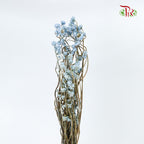 Preservative Ammobium - Blue - Pudu Ria Florist Southern