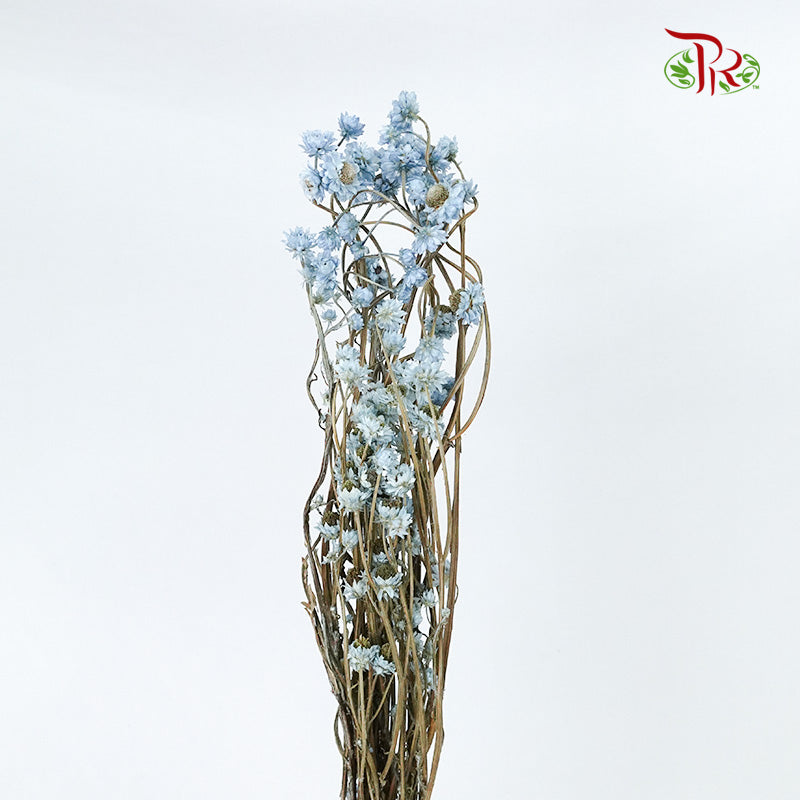 Preservative Ammobium - Blue - Pudu Ria Florist Southern