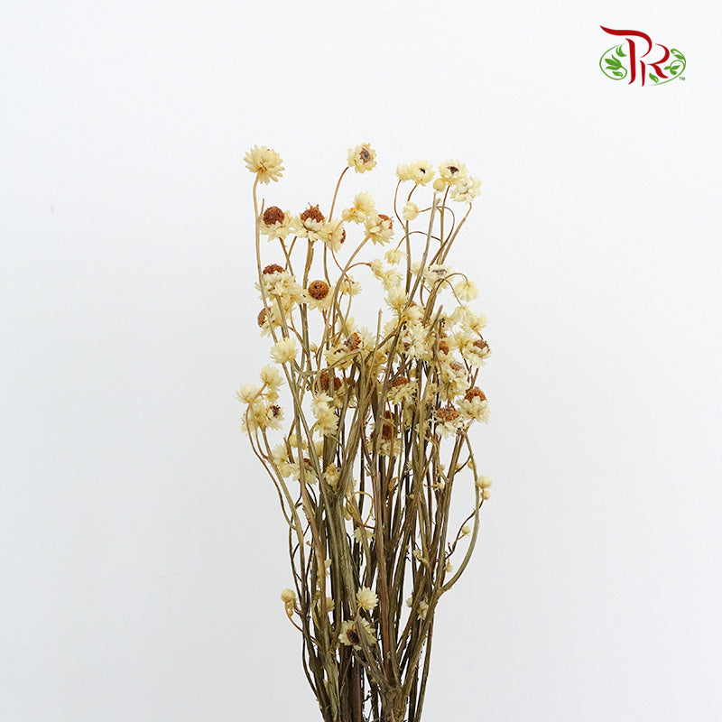 Preservative Ammobium - Yellow - Pudu Ria Florist Southern