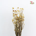 Preservative Ammobium - Yellow - Pudu Ria Florist Southern
