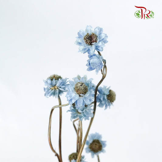 Preservative Ammobium - Blue - Pudu Ria Florist Southern