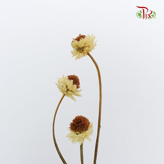 Preservative Ammobium - Yellow - Pudu Ria Florist Southern