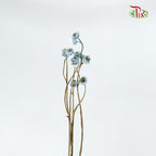 Preservative Ammobium - Blue - Pudu Ria Florist Southern