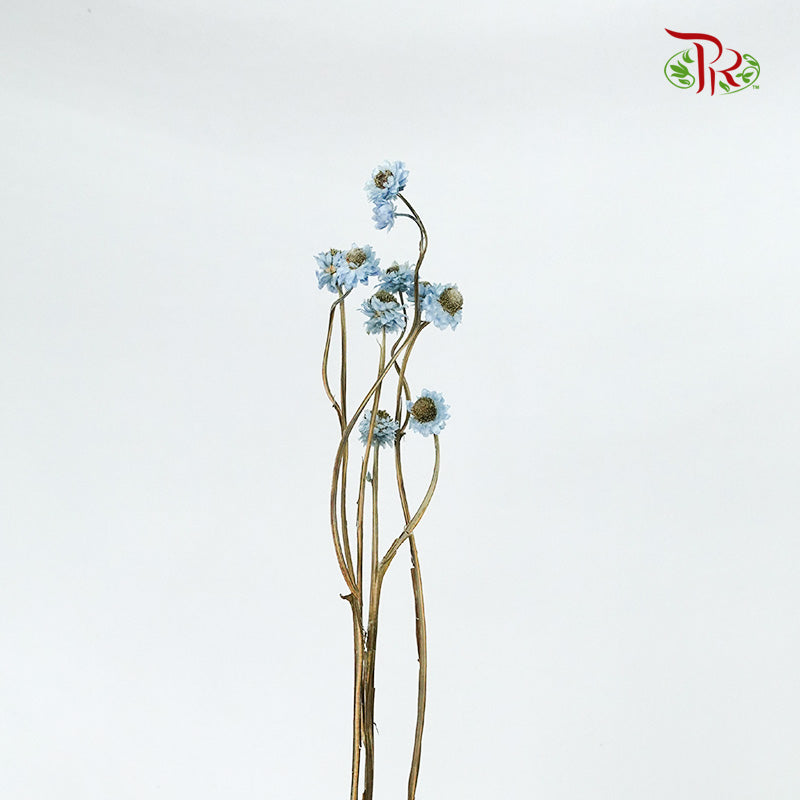 Preservative Ammobium - Blue - Pudu Ria Florist Southern