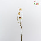 Preservative Ammobium - Yellow - Pudu Ria Florist Southern