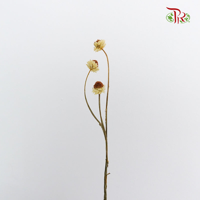 Preservative Ammobium - Yellow - Pudu Ria Florist Southern