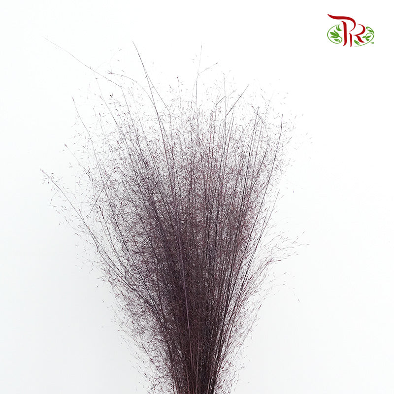 Preservative Asparagus Virgatus Purple - Pudu Ria Florist Southern