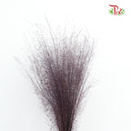 Preservative Asparagus Virgatus Purple - Pudu Ria Florist Southern