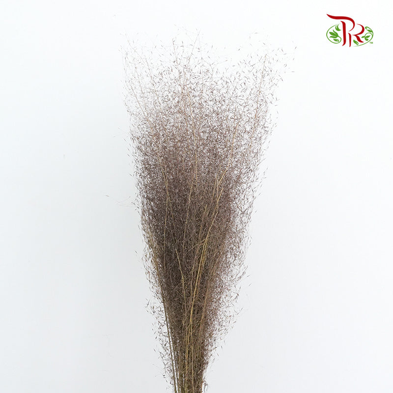 Preservative Asparagus Virgatus Brown - Pudu Ria Florist Southern