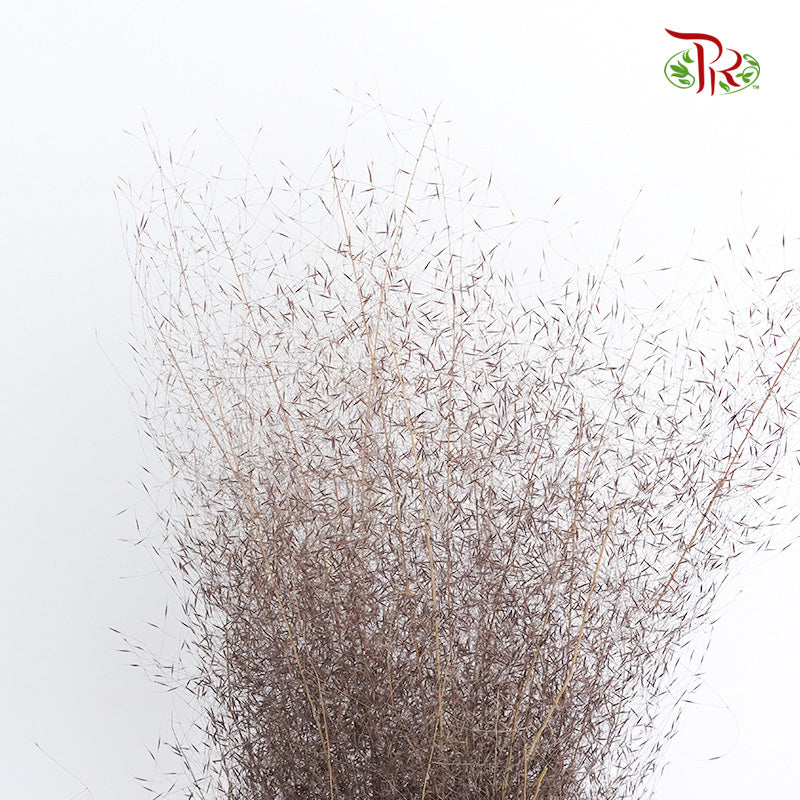 Preservative Asparagus Virgatus Brown - Pudu Ria Florist Southern