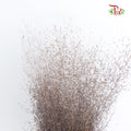Preservative Asparagus Virgatus Brown - Pudu Ria Florist Southern