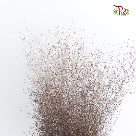 Preservative Asparagus Virgatus Brown - Pudu Ria Florist Southern