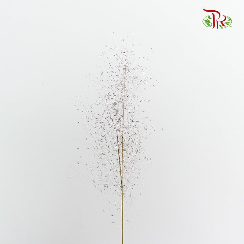 Preservative Asparagus Virgatus Brown - Pudu Ria Florist Southern