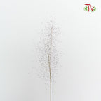 Preservative Asparagus Virgatus Brown - Pudu Ria Florist Southern