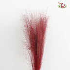 Preservative Asparagus Virgatus Red - Pudu Ria Florist Southern