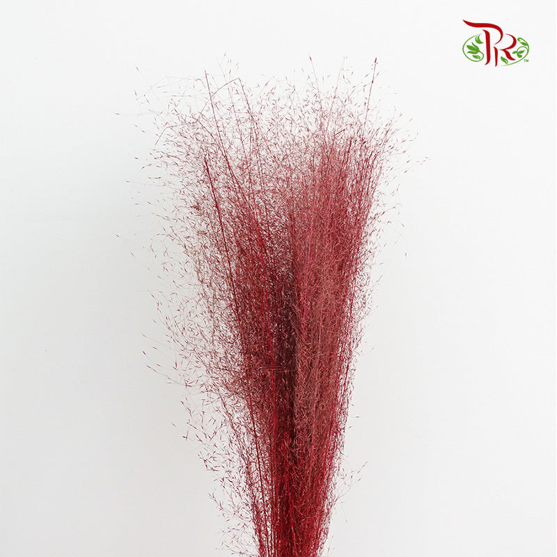 Preservative Asparagus Virgatus Red - Pudu Ria Florist Southern