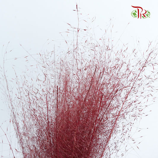 Preservative Asparagus Virgatus Red - Pudu Ria Florist Southern